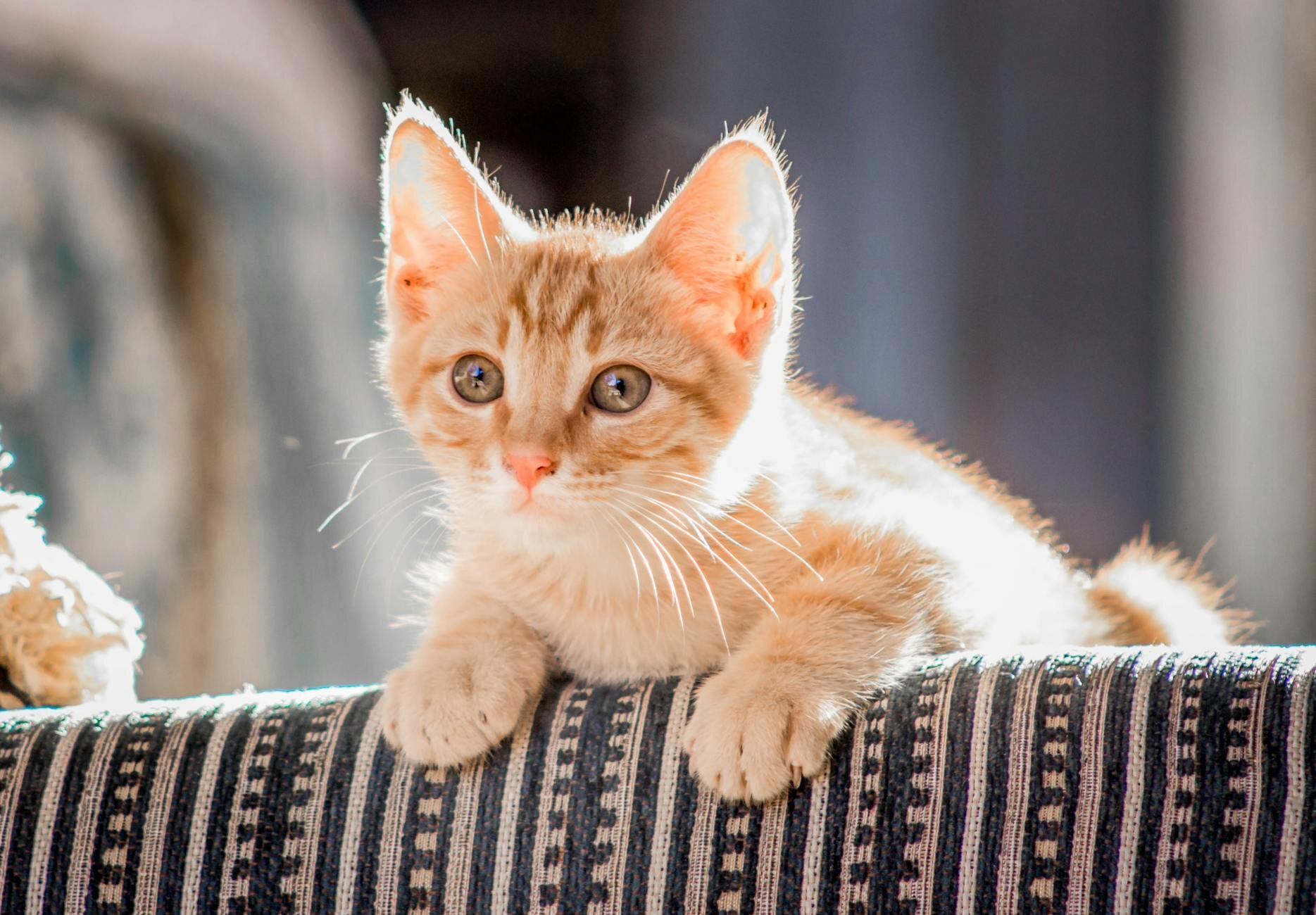ginger kitten looking over the back of lounge with sunlight in background