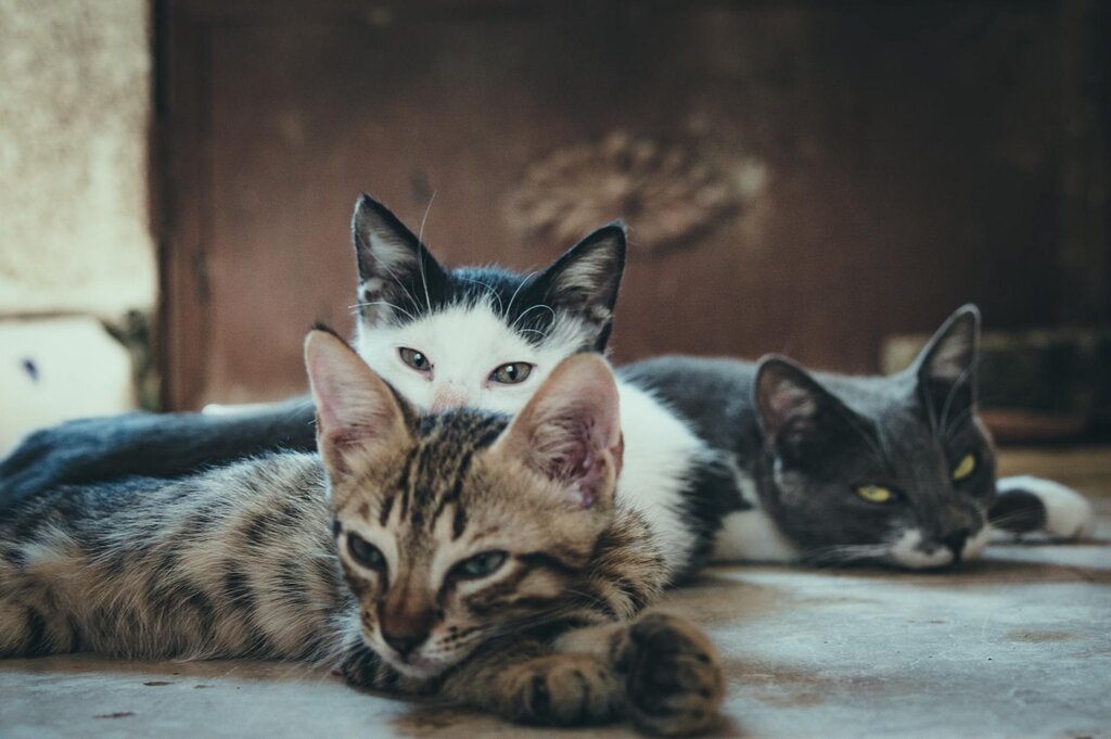 multicolored kittens lying down on the floor and looking at the camera