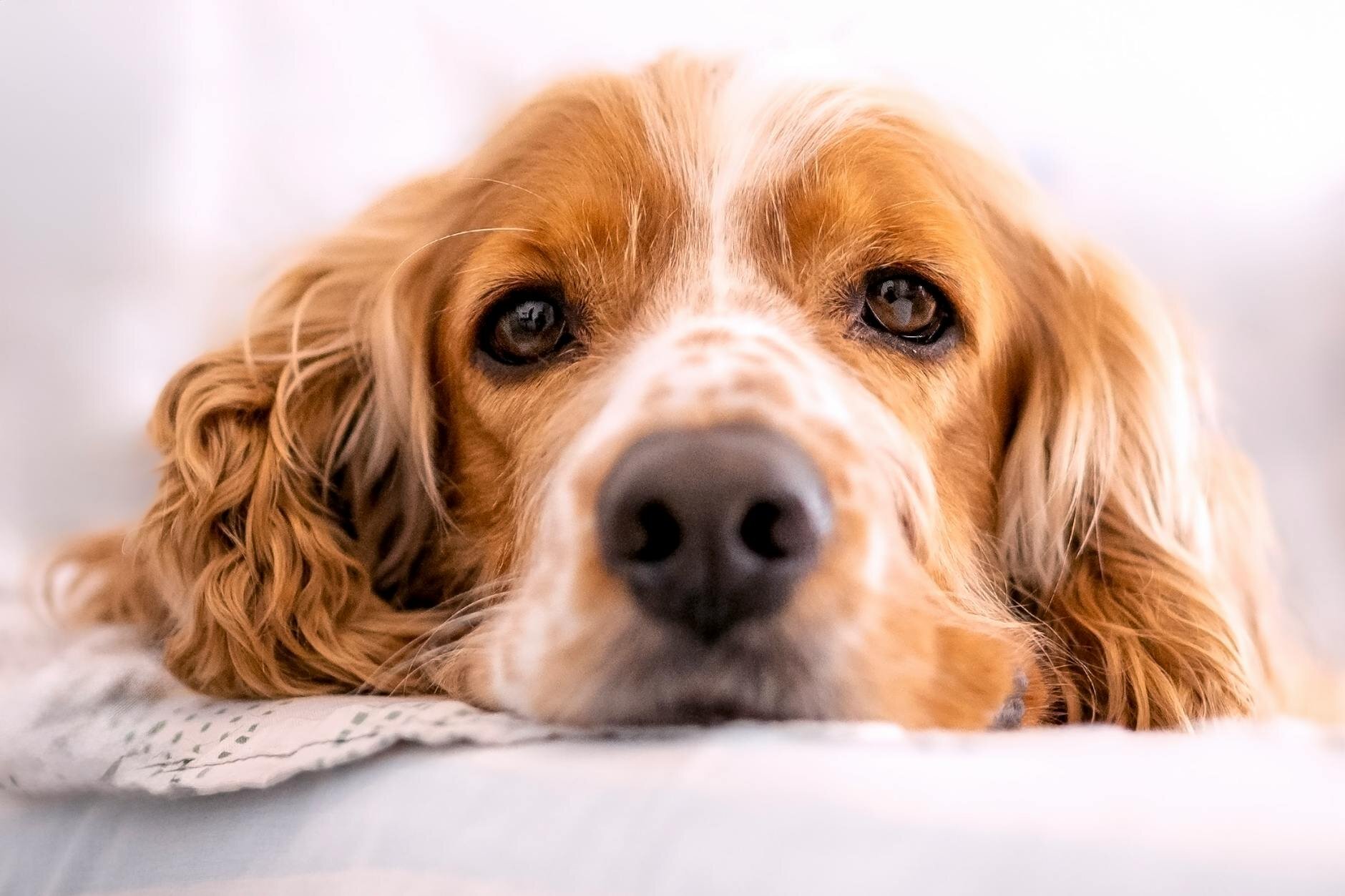 cocker spaniel with head on mat