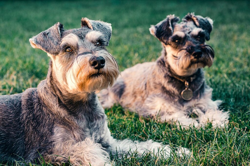 2 schnauzers lying on grass