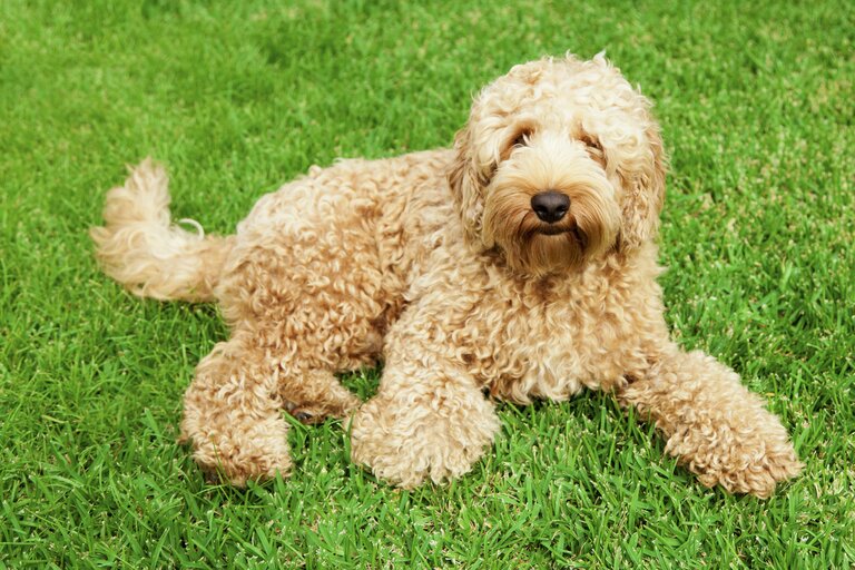 labradoodle lying on grass