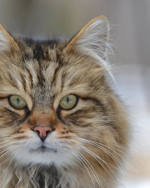 domestic long hair cat looking at camera
