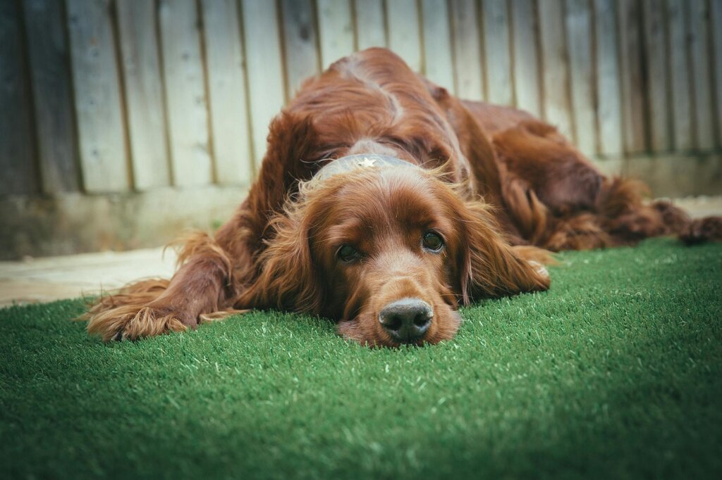 dog lying on fake grass 