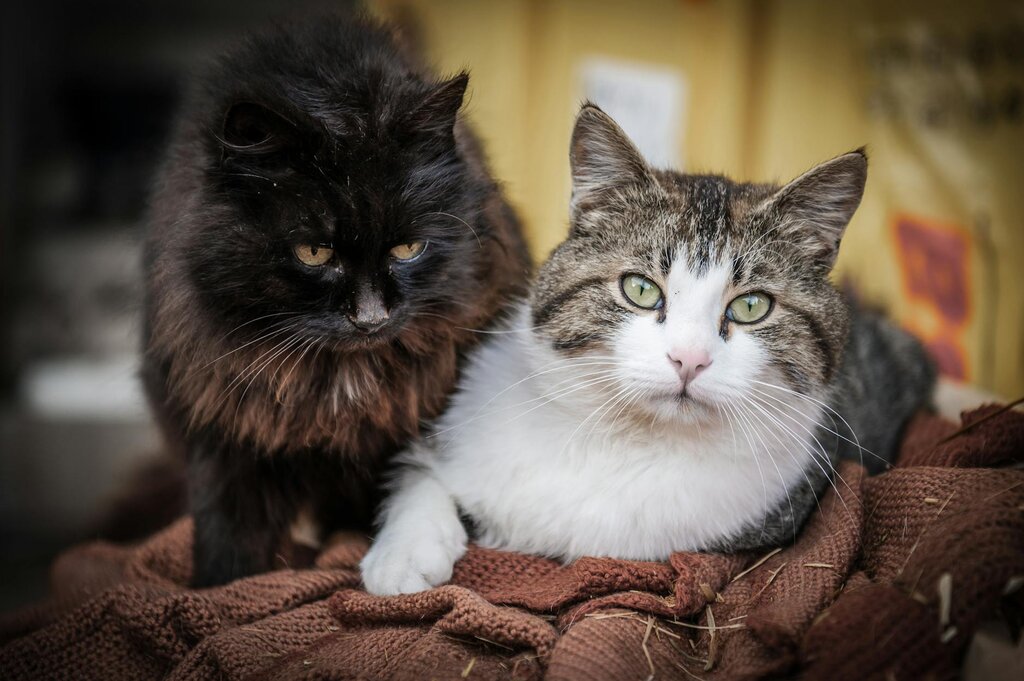 2 cats resting together