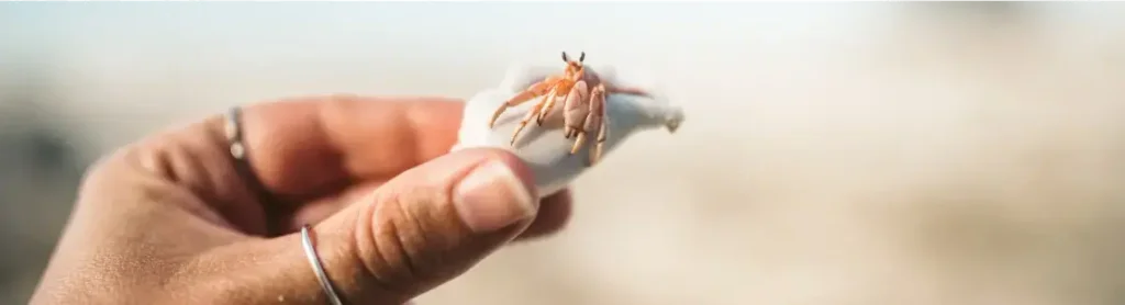 human hand holding hermit crab
