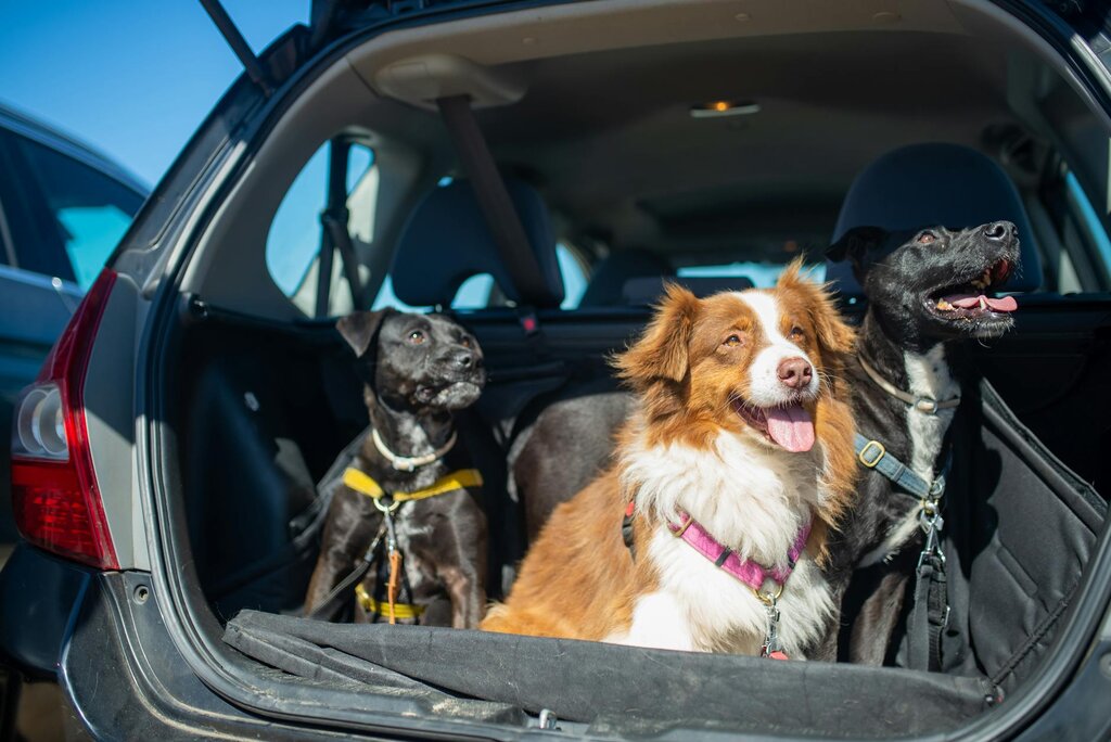 3 dogs tethered in boot of car 