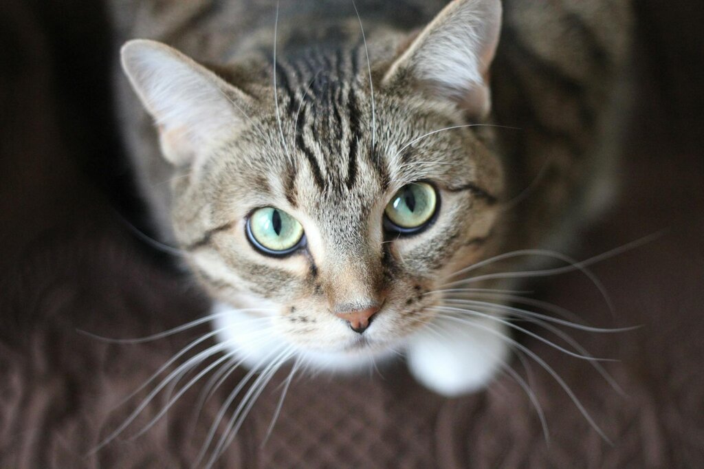 tabby cat staring at camera