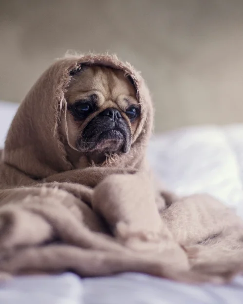 pug wrapped in blanket