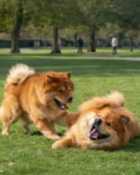 2 chow chows playing
