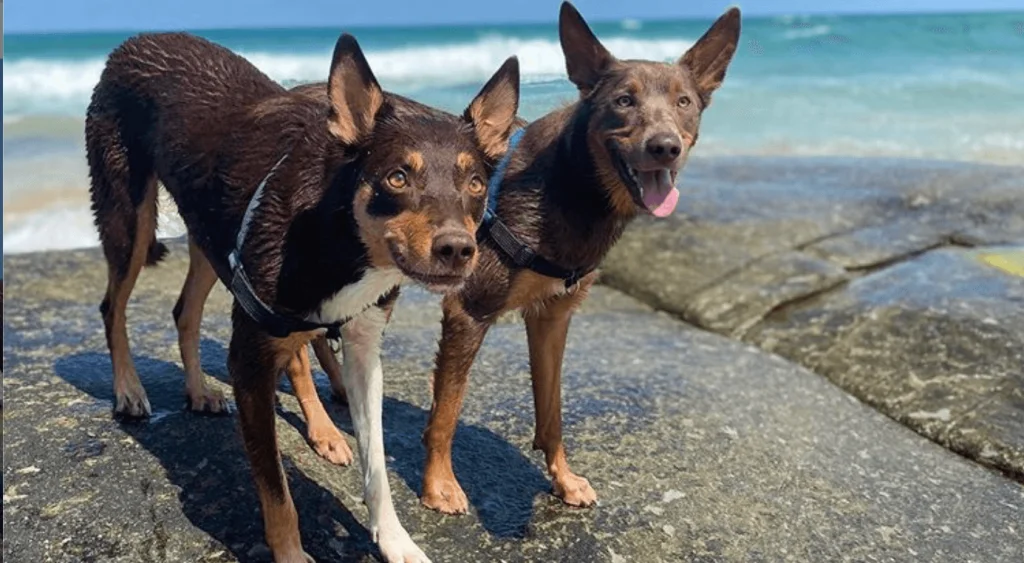 kelpies standing on rocks near water