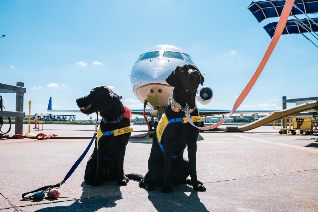 2 black labradors on airport tarmac in front of plane