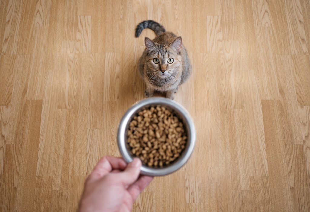 cat looking in food bowl