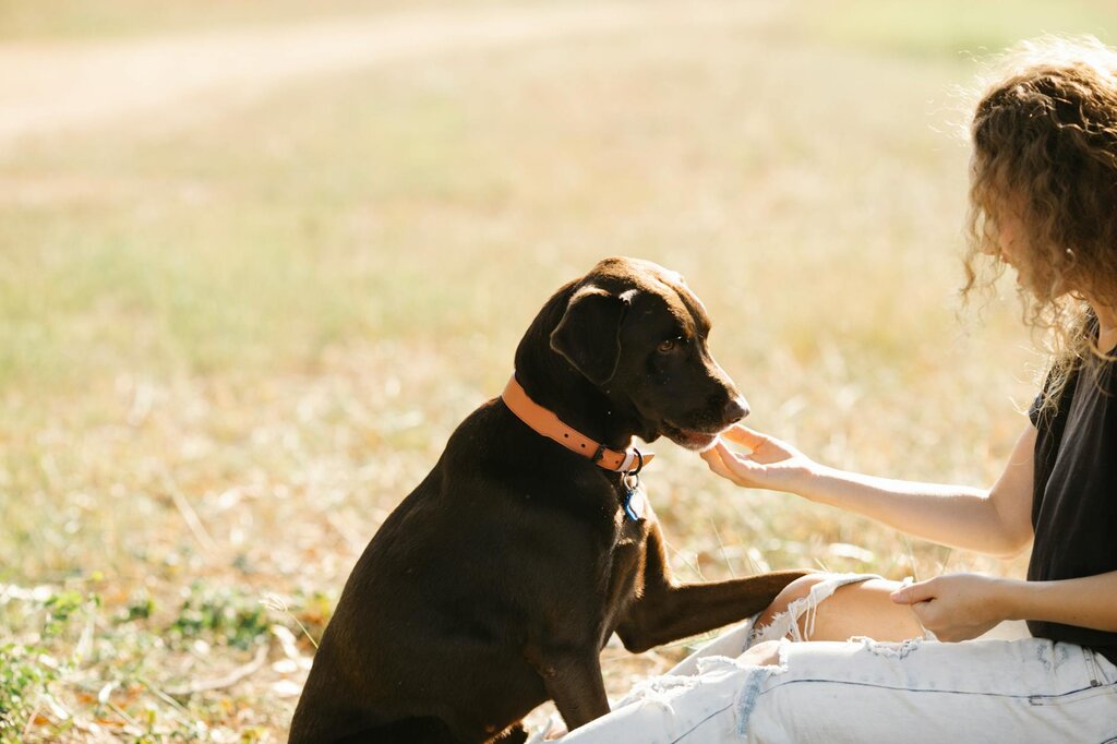 brown labrador sitting next to owner