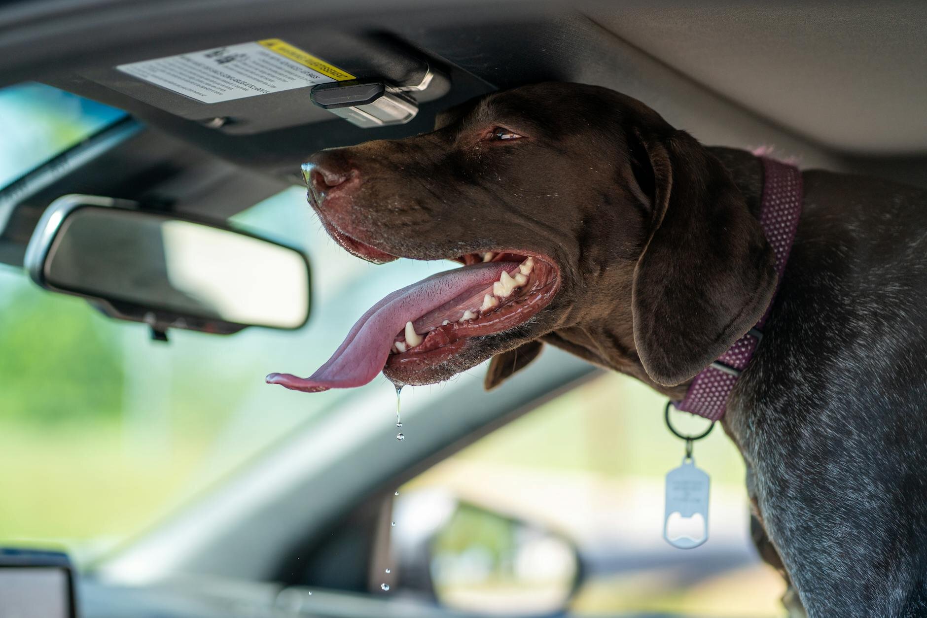 german shorthaired pointer panting heavily in car
