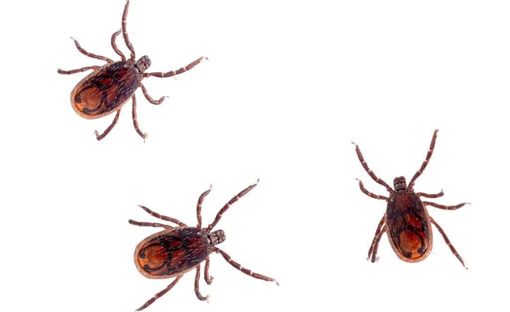 brown dog ticks