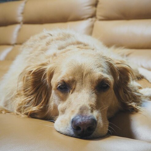 golden retriever lying on leather sofa