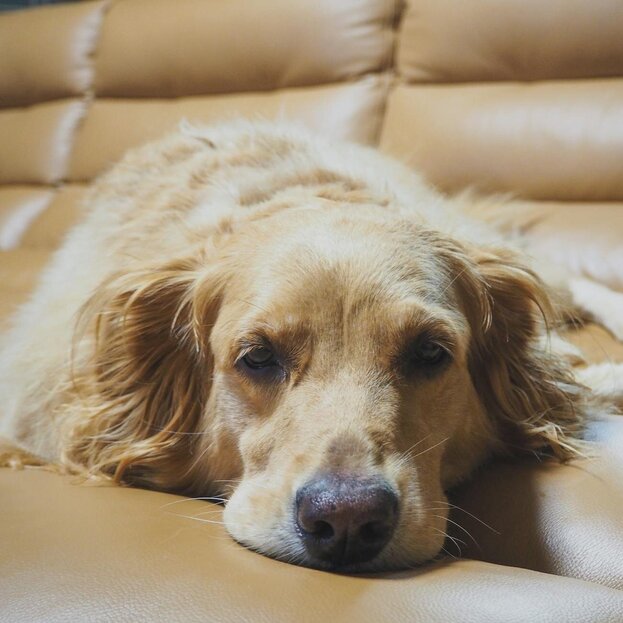 golden retriever lying on leather sofa