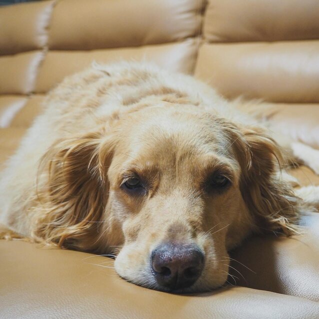 golden retriever lying on leather sofa