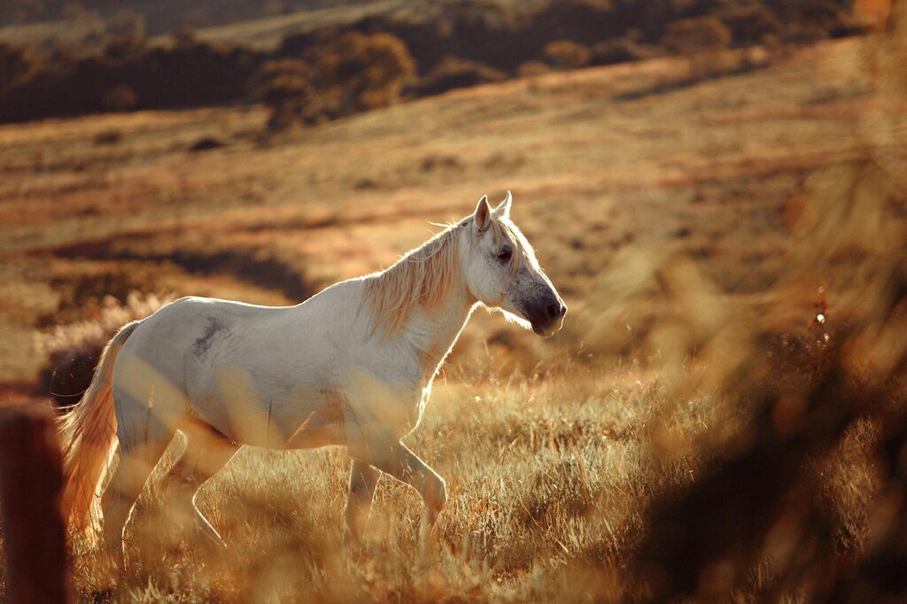 horse in field in sunshine