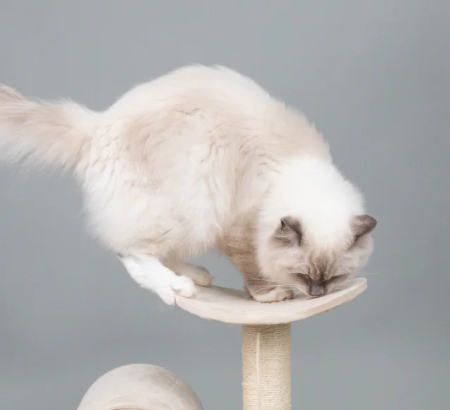 ragdoll in a cat tree