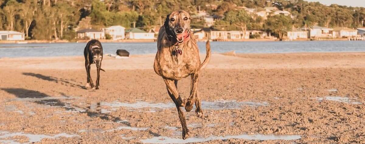 light brown brindle greyhound running on the beach with a black greyhound in the background
