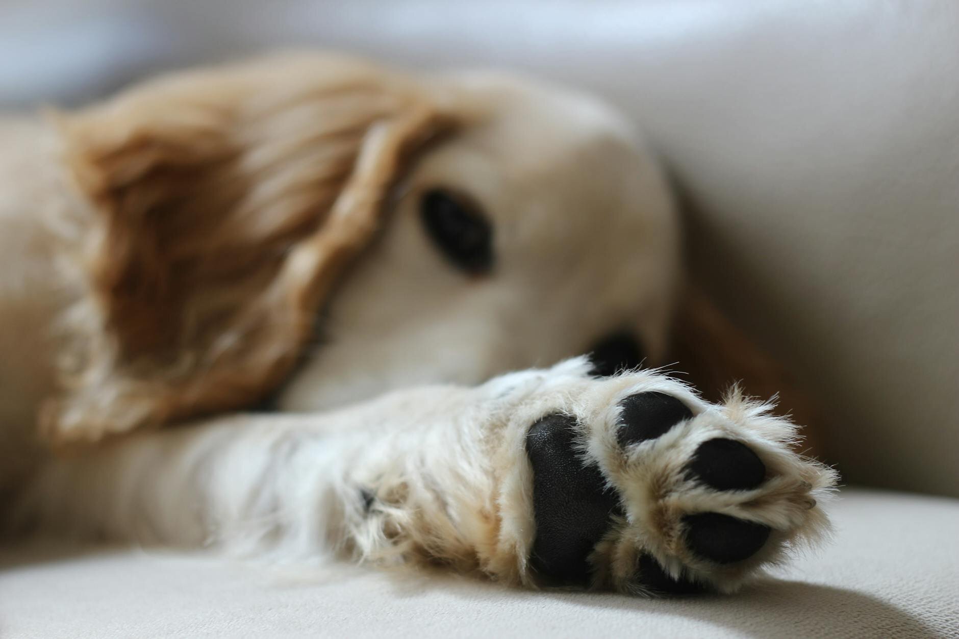 close up of dog paw with dog face in background