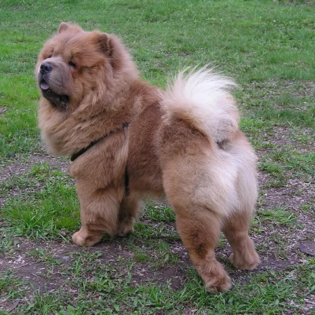chow chow standing on grass