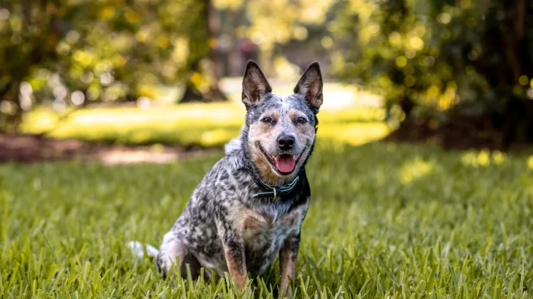 cattle dog sitting on grass