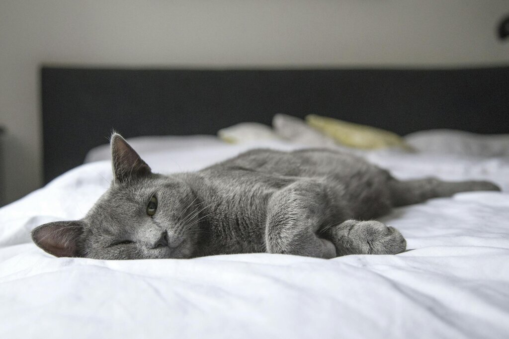 cat lying on owners bed 