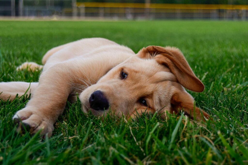 puppy lying on grass