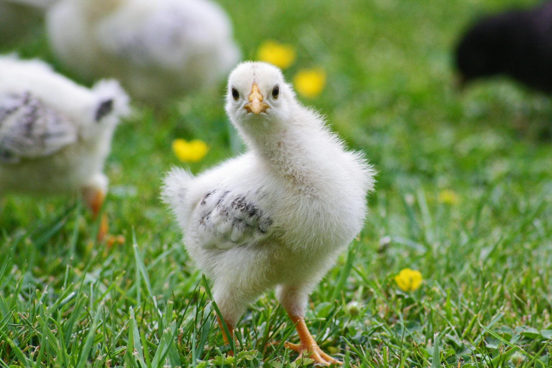 grower hen free-ranging