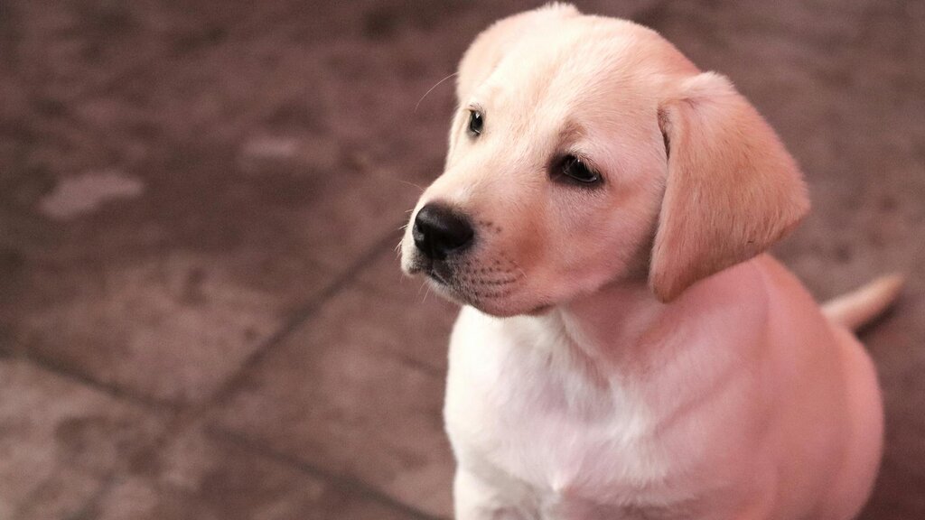labrador puppy looking sad