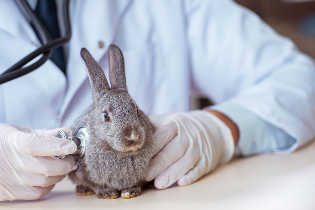 a grey rabbit being examined and auscultated by a veterinarian