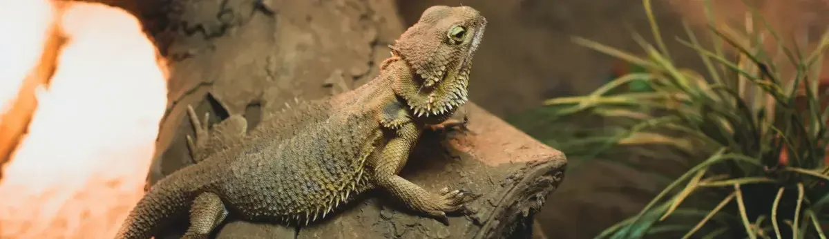 bearded dragon