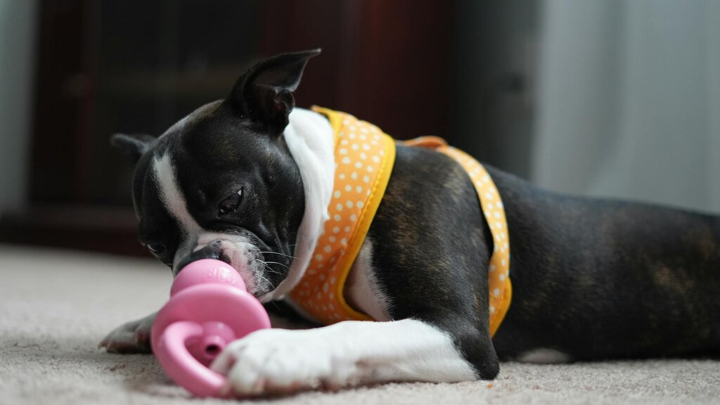 black and white puppy wearing harness chewing on toy
