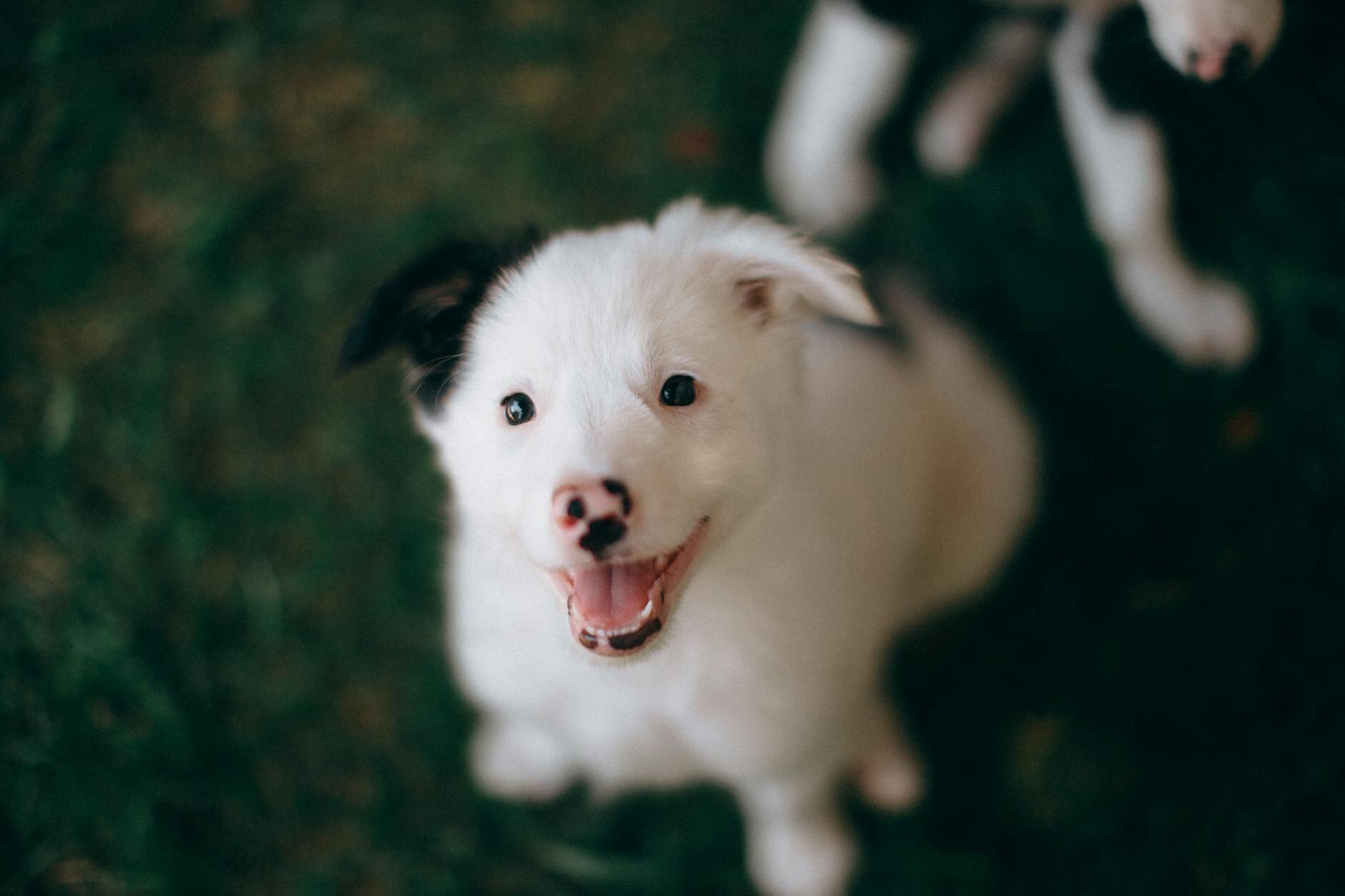 white and black puppy looking up at camera