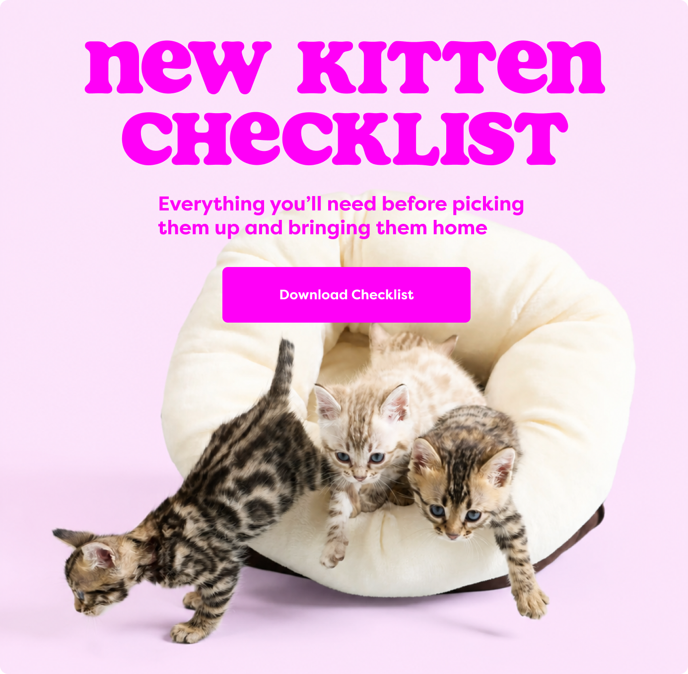 Kitten checklist