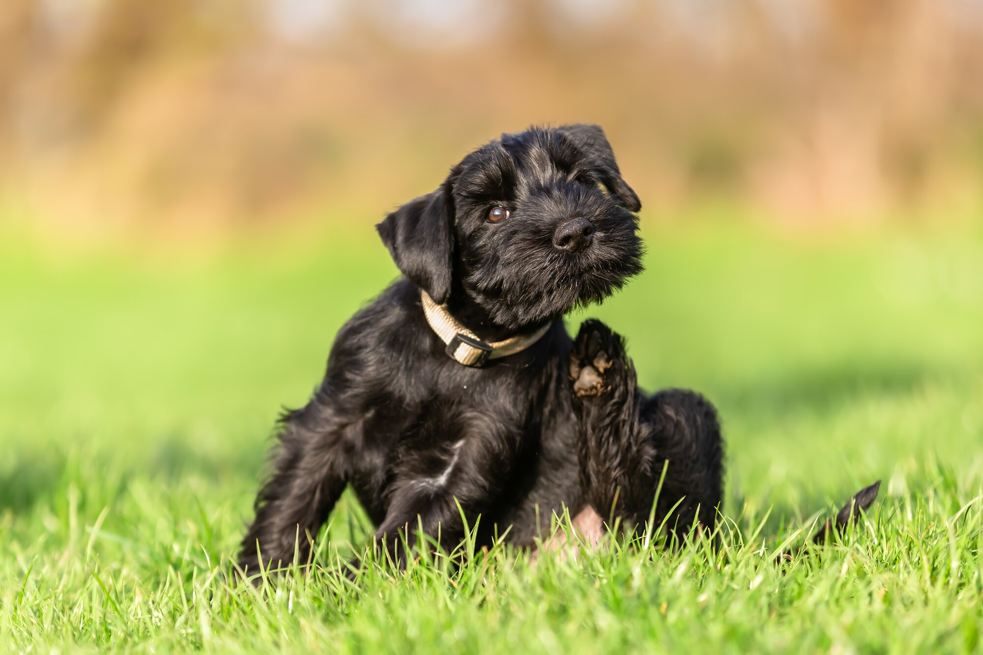 black dog scratching on grass