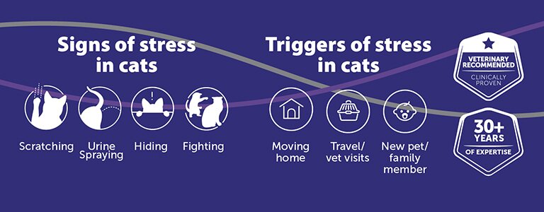 Signs of stress in cats