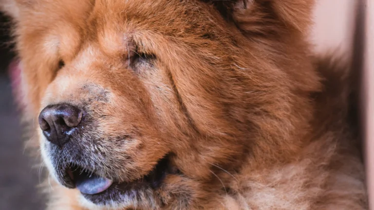 chow chow with eyes closed