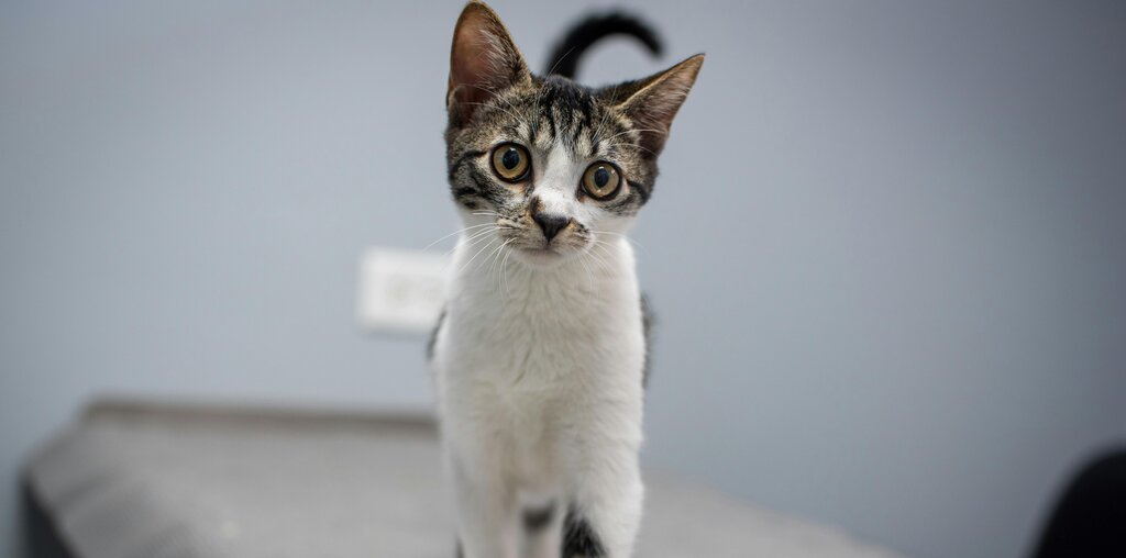kitten on vet exam table