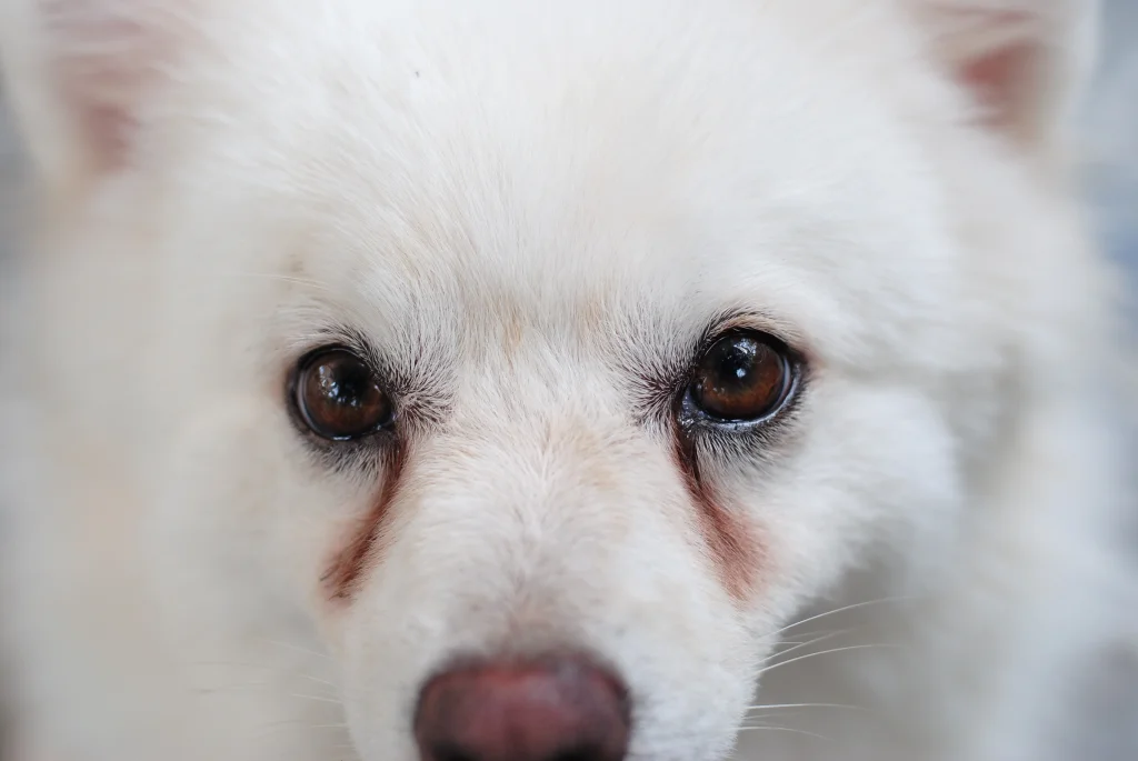 white dog looking at camera with brown tear staining