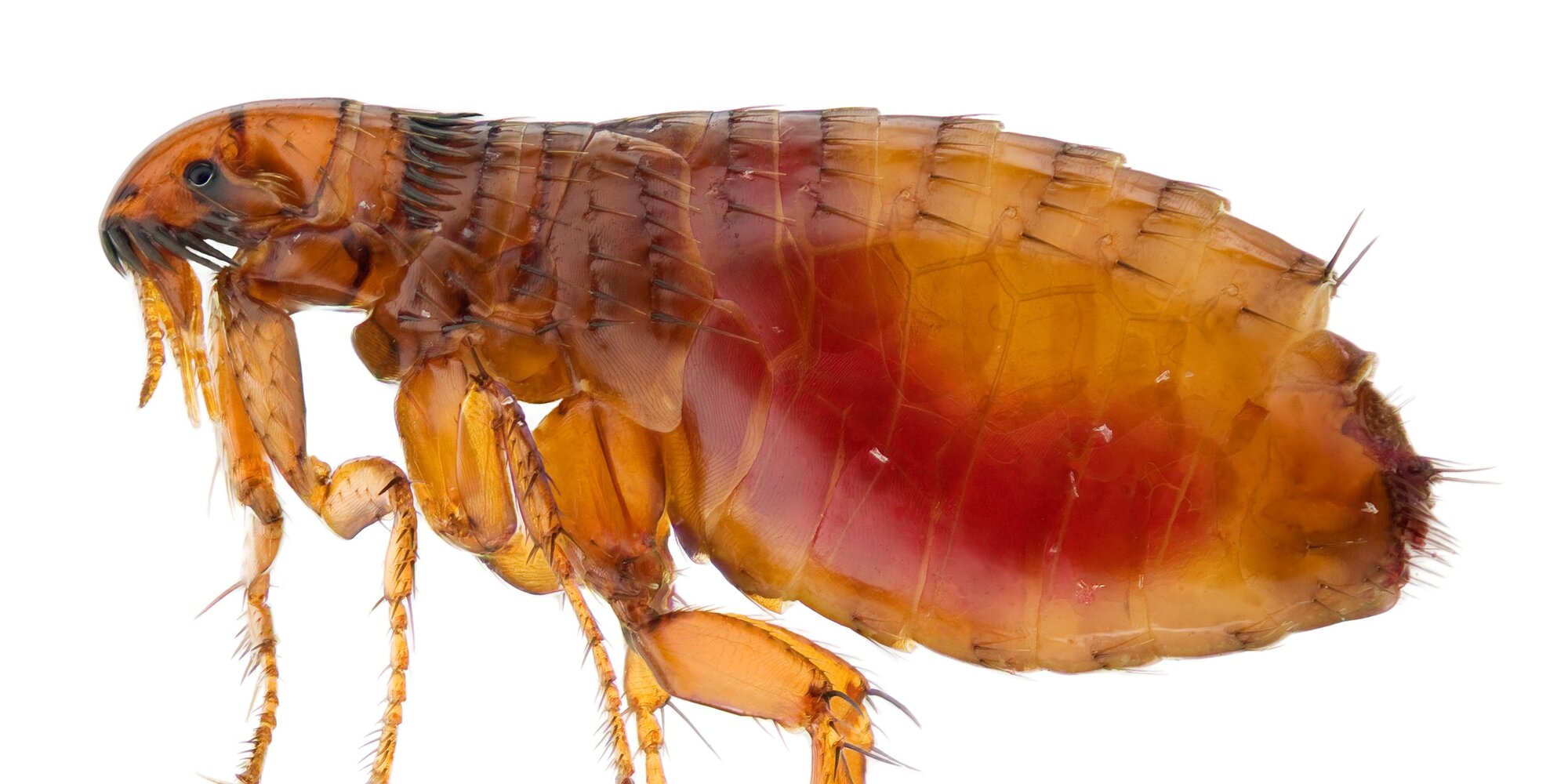 extreme close up of cat flea