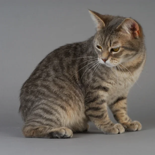 tabby manx cat looking at back leg