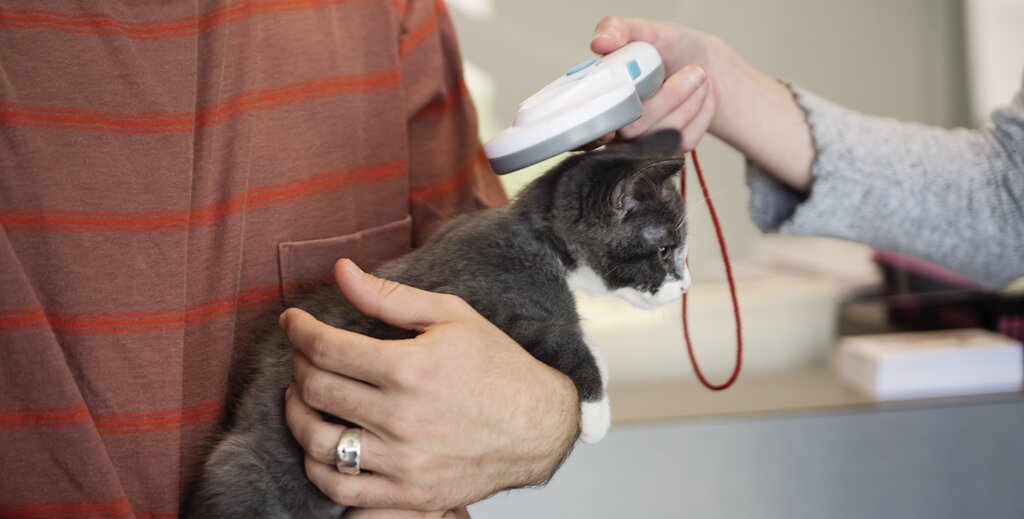 kitten being held by owner and scanned for microchip