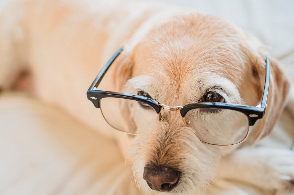 a wiry light brown dog wearing glasses 