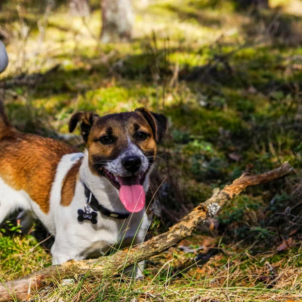 jack russell playing in woodland