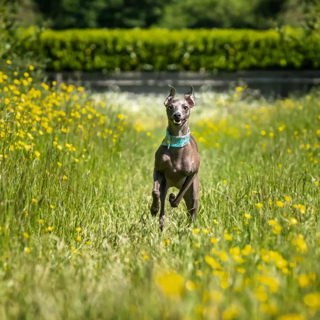 italian greyhound running through field of flowers