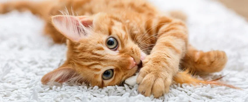 ginger kitten lying on white mat chewing toy