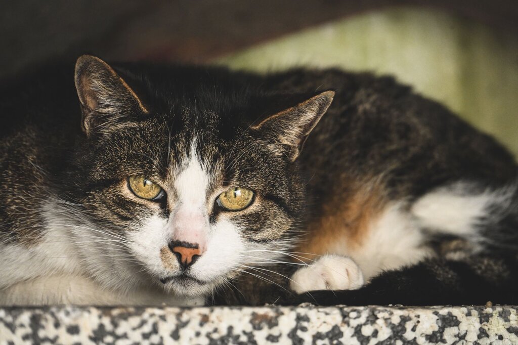 elderly cat resting